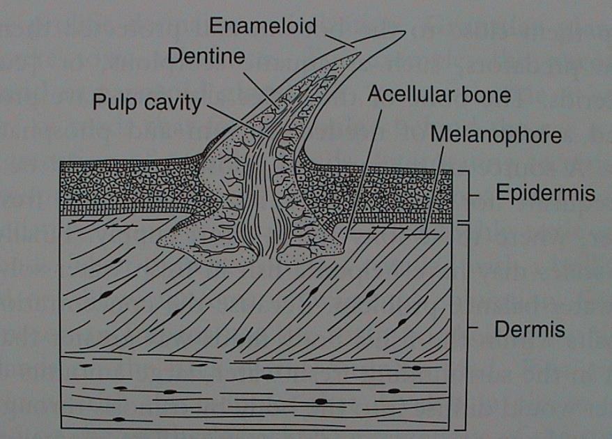 Primárně vodní obratlovci AGNATHA : kostěné štítky ( Ostracodermi ) - druhotně nahá (mihule) nahá Acelulární kost (aspidin) lamelární + vaskulární