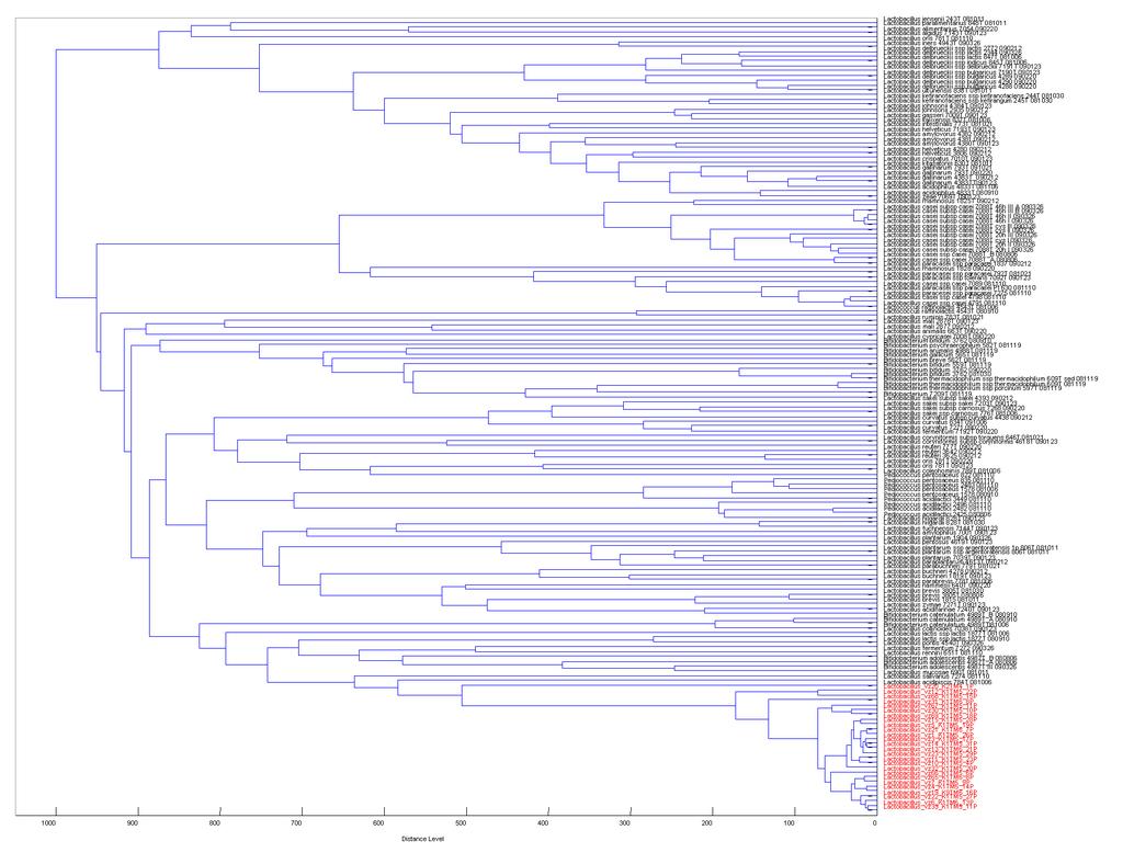 26 Lactobacillus CCDM strains were all clustered together to the sub-branche with