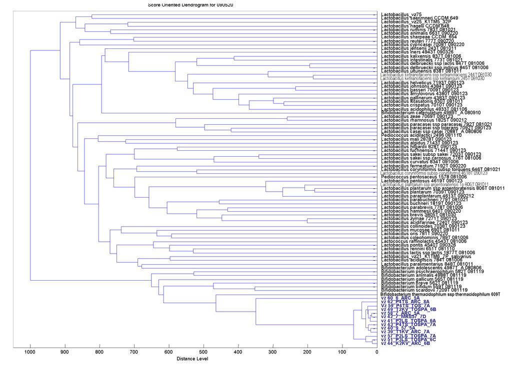 21 Bifidobacterium CCDM strains were all clustered together to the