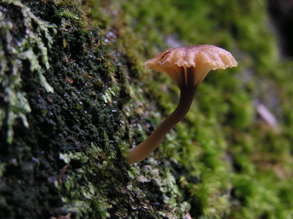 Basidiomycota: Agaricales Lichenomphalia umbellifera kalichovka okoličnatá (obrazová prezentace, HB) Stélka z malých zelených kuliček, z nichž může vyrůst