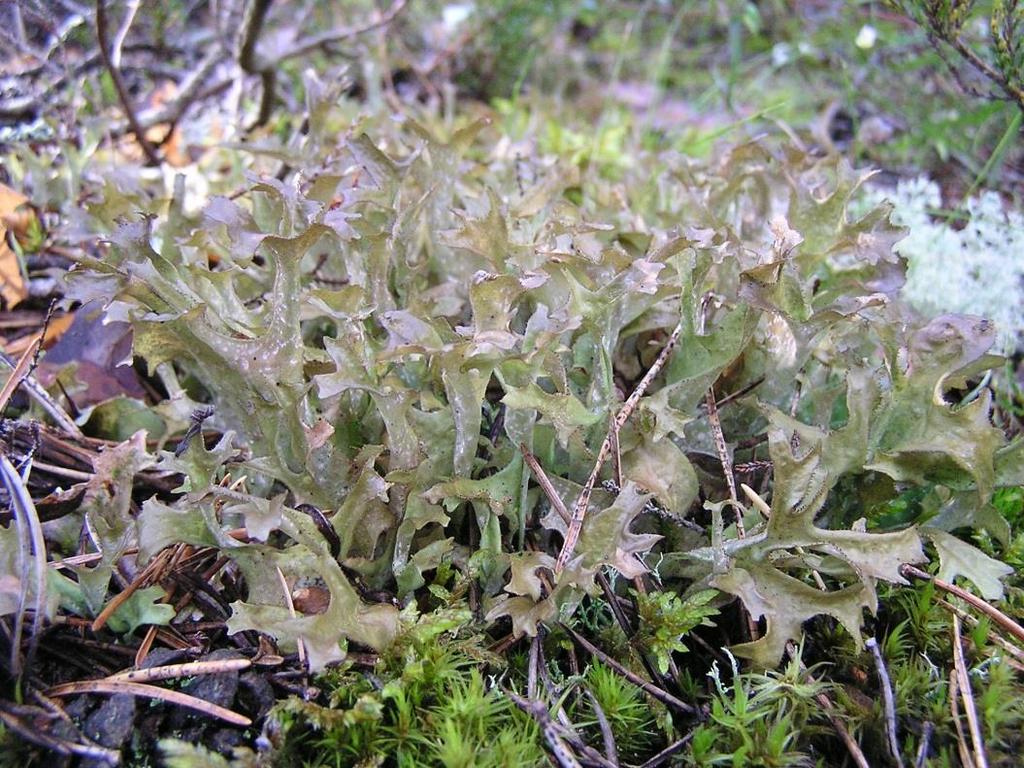 Cetraria islandica - pukléřka islandská (herbářová položka)