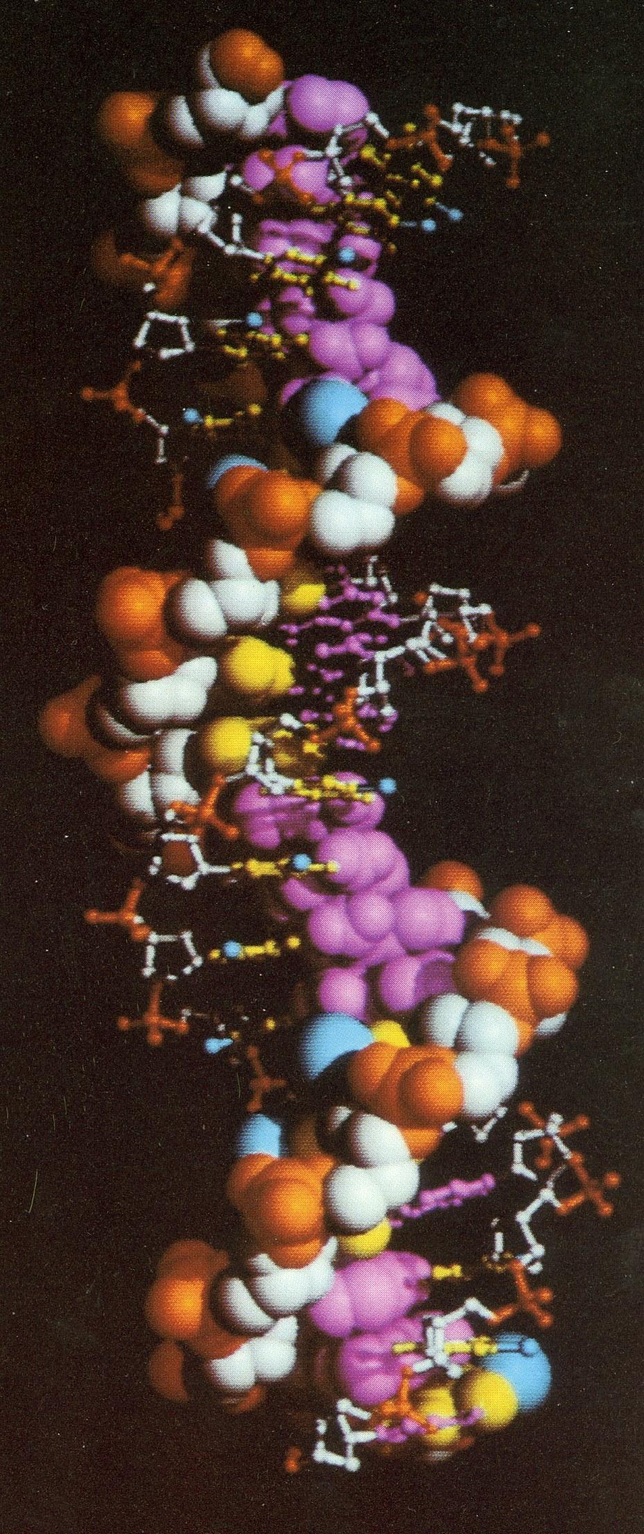 DNA uchování genetické informace