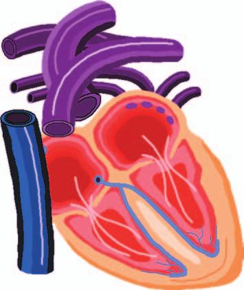 14 Jak dobře žít s nemocným srdcem AORTA levá věnčitá tepna