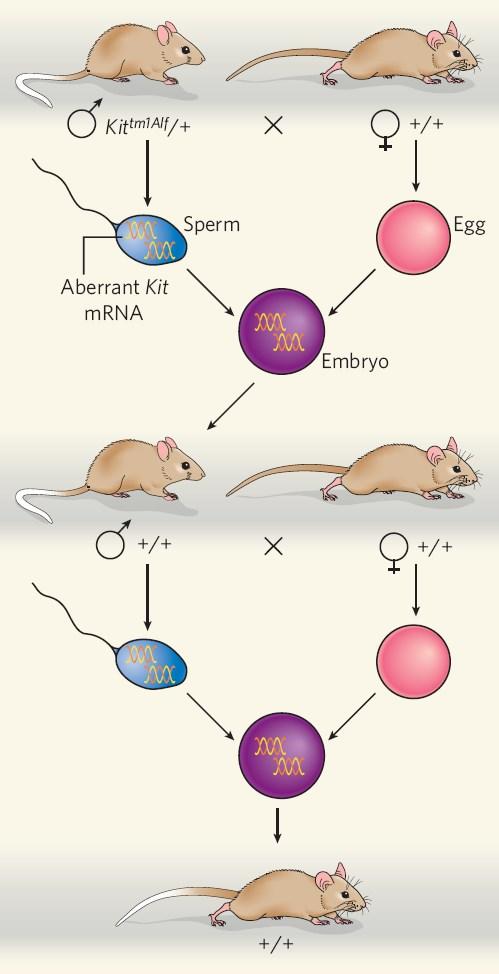 Paramutace u alely Kit Paramutace zprostředkovaná malými RNA, které se přepisují z alely Kit a ovlivňují expresi i u alternativní alely.