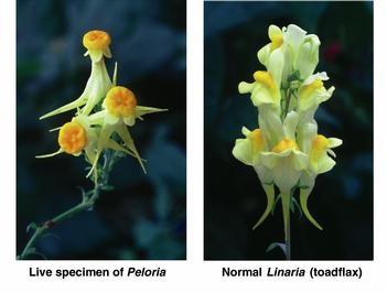 Lnice květel pelorická forma normální forma Pelorická forma podmíněna změnou v modifickaci DNA (epimutací).