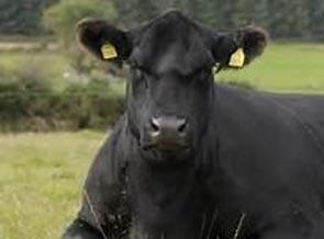 Aberdeen-Angus Cattle Society Pedigree House, 6 King s Place, Perth, Scotland PH2 8AD