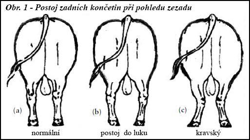 Zadní končetiny mají přirozeně široký postoj