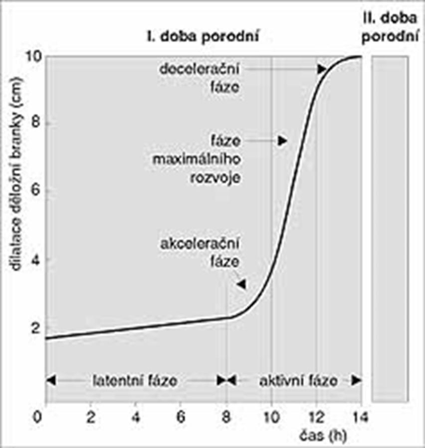 Doby porodní 1. doba porodní otvírací dilatace čípku 2.