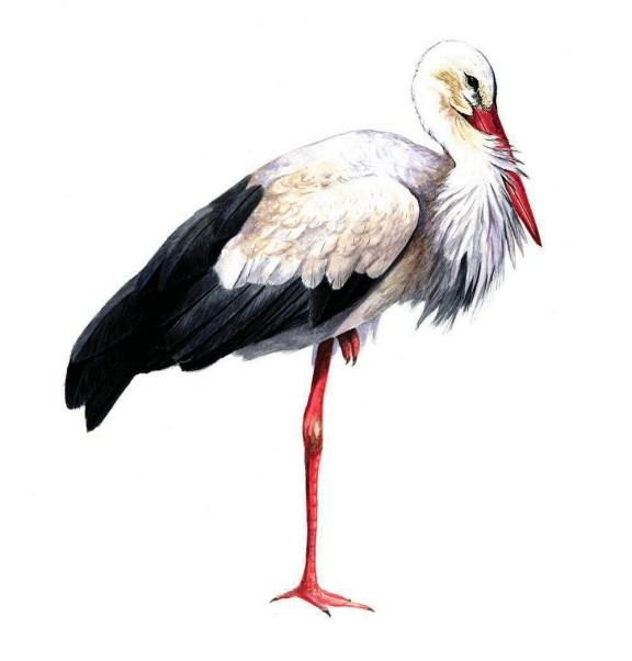 BLOK 11 Ptáci mokřadů Mokřady lze v širokém slova smyslu popsat jako krajinu s přítomností mělkých nebo zarostlých vodních ploch.