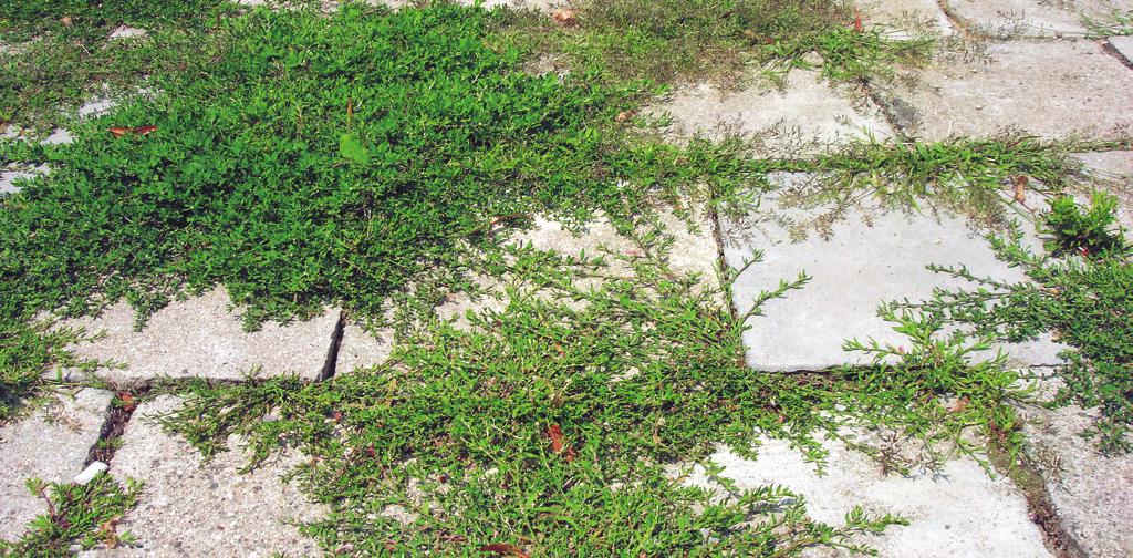 Coronopodo-Polygonion arenastri (převážně P. arenastrum), Setaria viridis; Bryum argenteum Konstantní druhy: Conyza canadensis, Eragrostis minor, Plantago major, Poa annua, Polygonum aviculare agg.