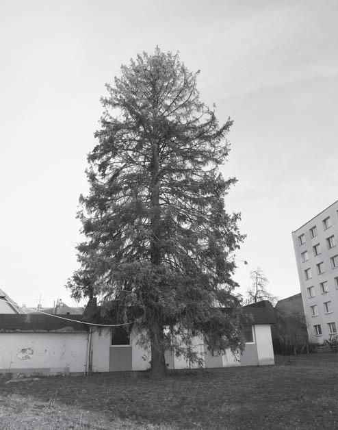 Proto všechny rozvodné společnosti postupně přistupují při obnově svých sítí k náhradě za vedení zemní a postupně sítě zakopávají.