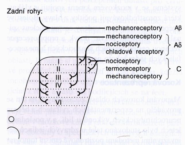 1.3.3 Centrální mechanismy bolesti Centrální terminály primárních aferentních vláken vedou zadním míšním kořenem a končí v zadním rohu míšním (Obrázek 2).