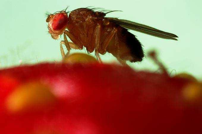 Důsledky náhodného genového posunu další ukázka důsledků vlivu genového posunu: - 19 generací náhodného genového posunu ve 107 subpopulacích Drosophila melanogaster - každá populace začínala s 16