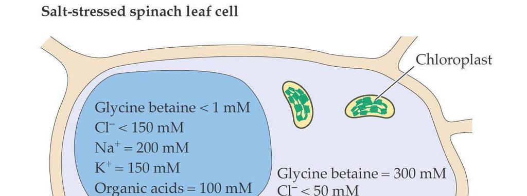 Kompatibilní osmolyty 23 Zůstávají v cytoplazmě Schopnost