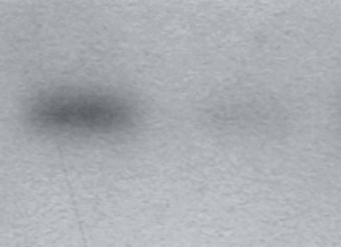RNA či protein translokován z listů do meristému Indukce AP AP CAL Abe M et al.