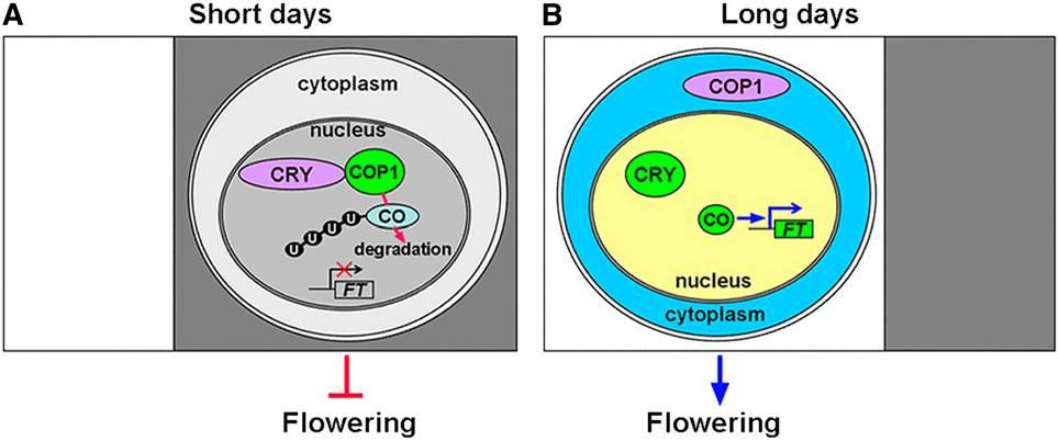 ( 2007) Cur Biol 7: 055-060 Protein transportovaný z listů postačuje k indukci.