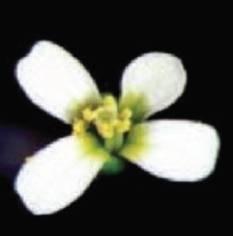edu/~plantlab/ Geny hrající klíčovou roli ve vývoji květních orgánů