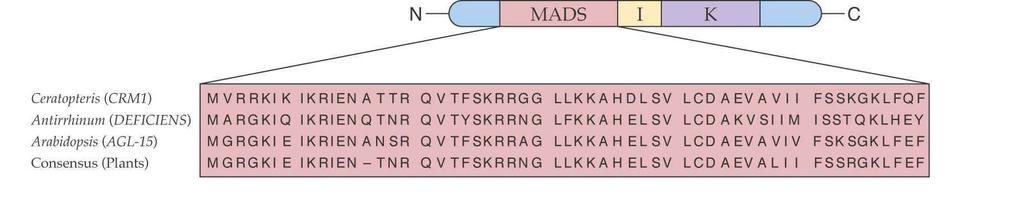 AG SEP-4 AG SEP-4 Biochemický Quartet model specifikace květních orgánů u Arabidopsis interakce proteinů Proteiny