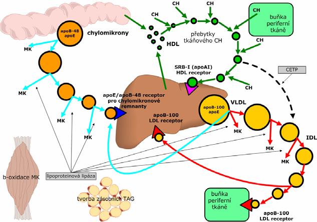 částicemi všechny částice, které obsahují apob (apob- 100 nebo apob-48) jsou aterogenní apob-100 vazba na LDL receptor apob-48 - vazba na receptor pro chylomikronové zbytky apoc (apoc-ii a apoc-iii)