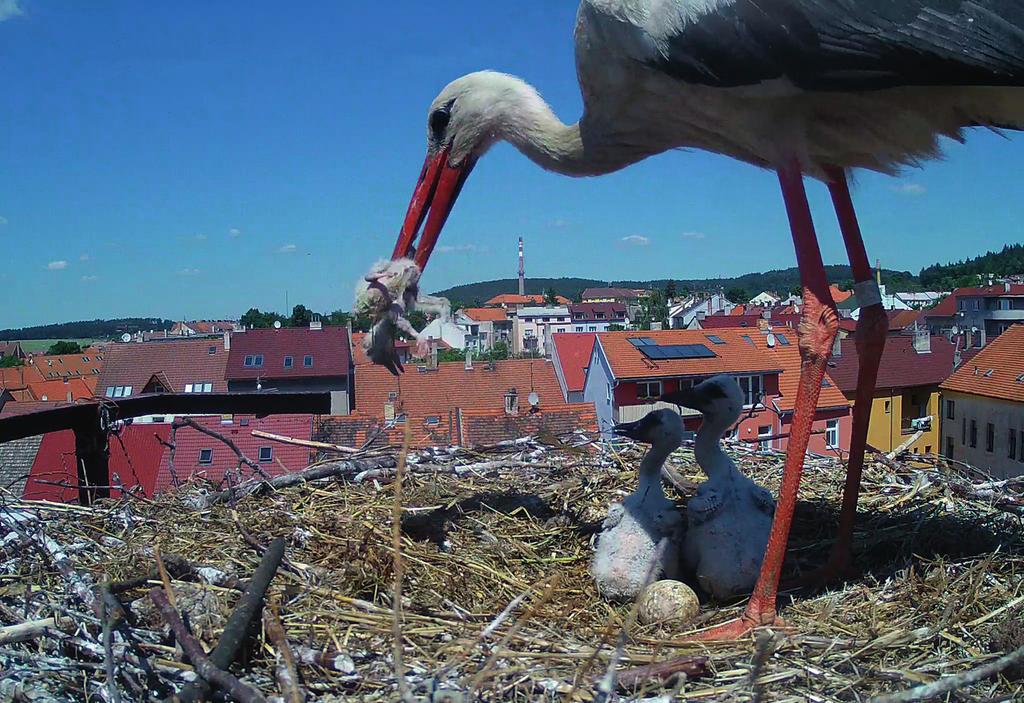 Byl bez kroužku. Od 25. 4. bylo hnízdo obsazeno kroužkovaným čapím párem. Jeden z rodičů měl na pravé noze plastový odečítací kroužek (typu ELSA) H 786 byl kroužkován 20. 6.