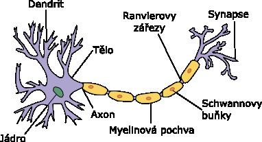 Kapitola 2 Konvoluční neuronové sítě V této kapitole se nachází informace o konvolučních neuronových sítích. V první části je vysvětleno, jak se umělý neuron inspiruje biologickým neuronem.