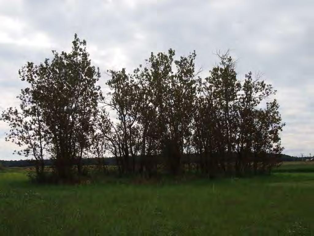 (Prausová 2014) Foto 4: Monokultura topolu určená