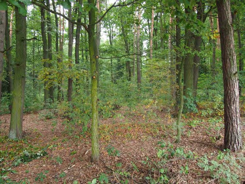 Foto 15 Smíšený porost dubu a borovice mezi rybníky