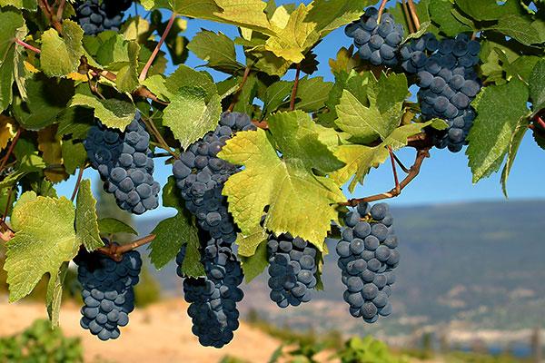 5. den - Tua, Guarda, Covilhã Dopoledne na nás bude čekat loď a zaveze nás z Pinhaa do jiného malého městečka v kraji Douro do Tuy.