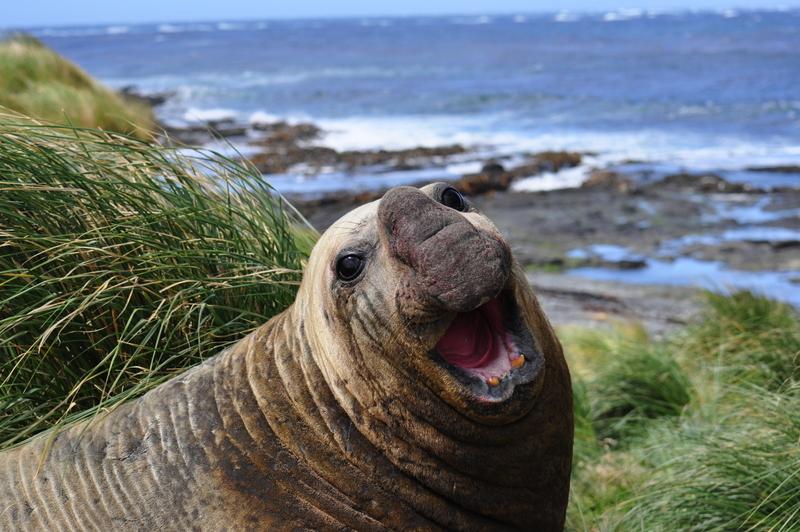 5. den - pondělí 18. 2. 2019 Sea Lion Island Dnešní den bude věnován celodennímu výletu po Sea Lion Islandu, s vyhledáváním a pozorováním zvířat v unikátní přírodě cestou kolem nás.