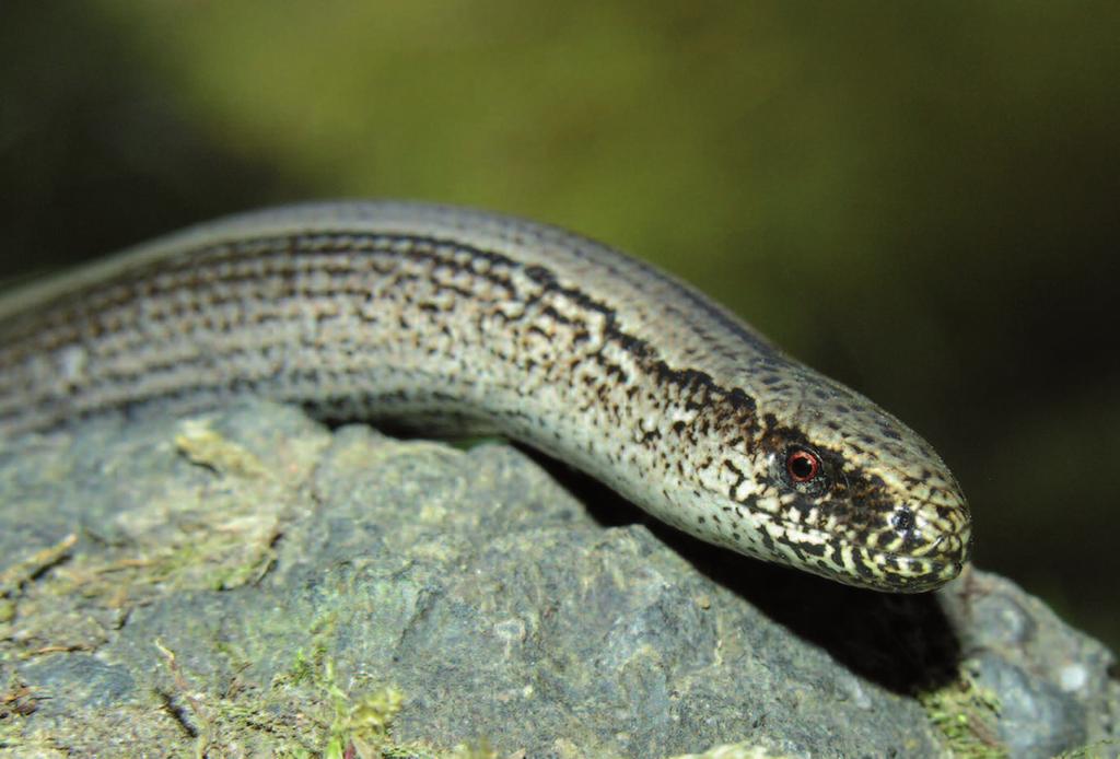HERPETOLOGICKÉ INFORMACE