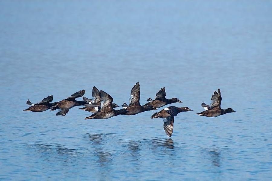 Obr. 1. Turpan hnědý (Melanitta fusca). Most, jezero Most. Foto M. Anderle. Fig. 1. Velvet Scoter (Melanitta fusca).