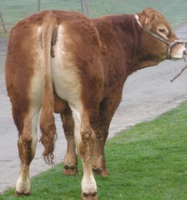 LIBAN RJ (Felin x Bavardage RREM) 990,- Kč Mladý býk, který vyniká především svou morfologií těla a výjimečným mateřskými vlastnostmi.
