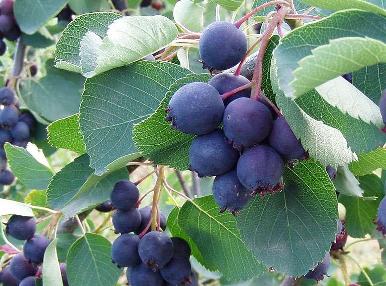 1. červenec 2018 Úpice Radeč farma muchovníku Vízmburk Hurá nastaly prázdniny. Ještě než pojedeme do Slovenského Ráje, tak si vyjedeme na sever do Pokrkonoší.