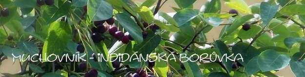Když máme kyblíky plné, tak se ještě chvíli bavíme s majitelem. Vzpomíná, že první keř muchovníku zasadil s přítelem už v roce 2004. Šli do neznámého. Další roky na sadu jen dřeli Říká:.