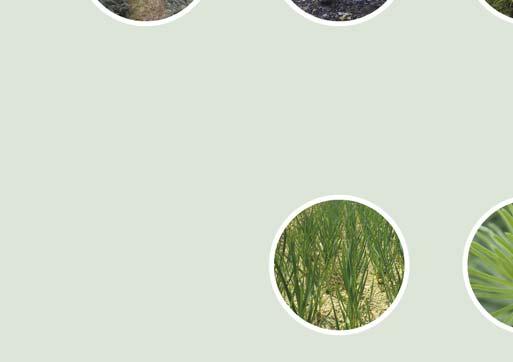 Vánoční stromky z vlastních plantáží
