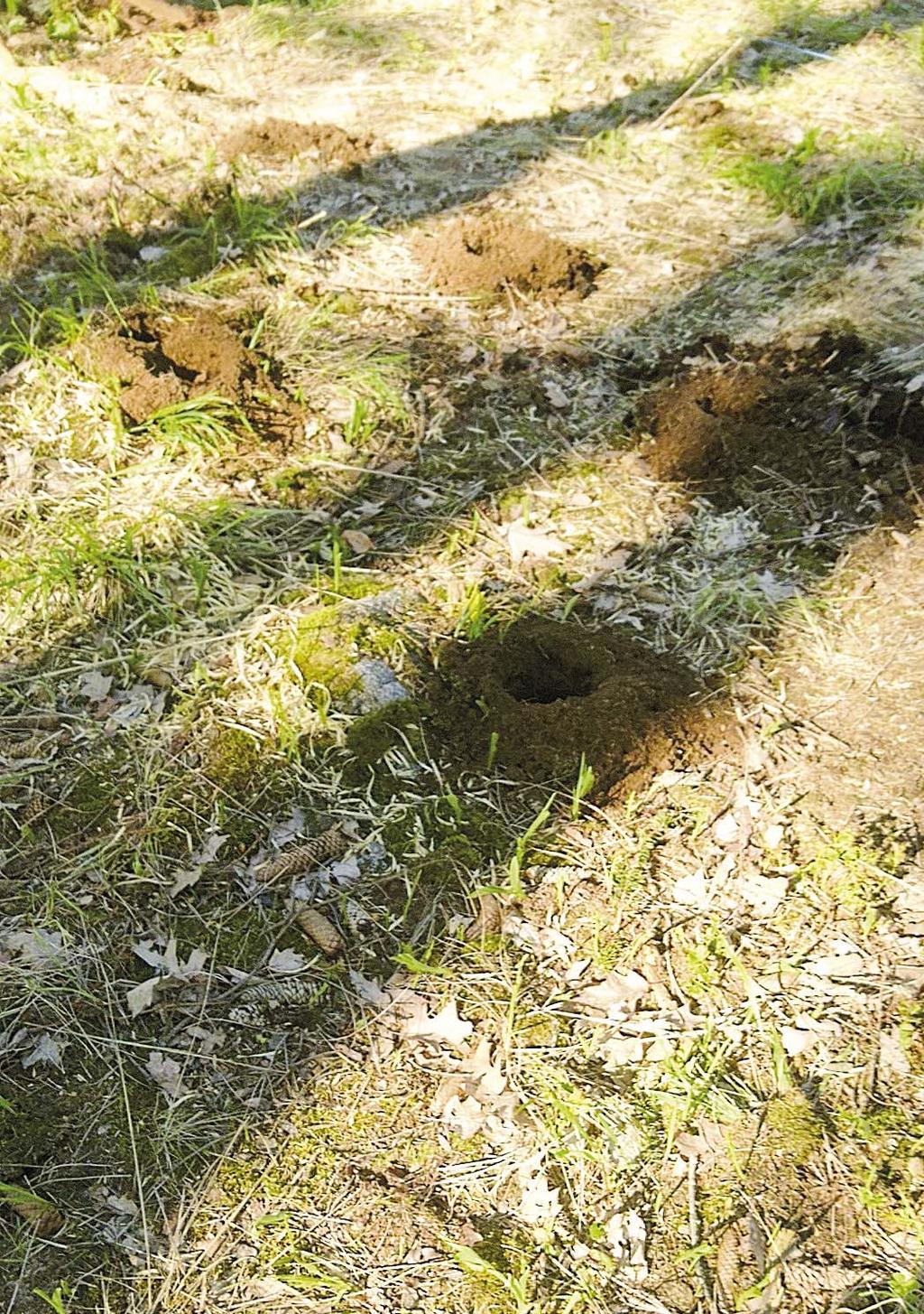 Použití půdních vrtáků je vhodné na živnějších půdách, až po stanoviště silně zabuřeněné. Důležité je dostatečné množství země v půdním profilu a malé množství překážek v půdě (kameny).