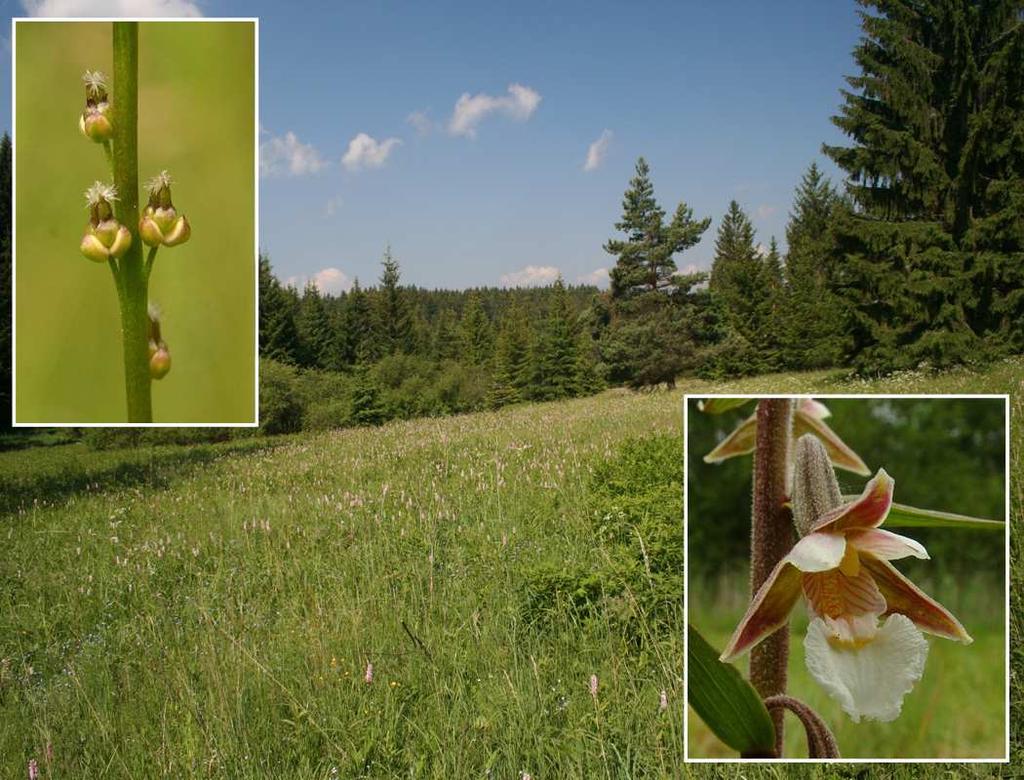 Botanický inventarizační průzkum Přírodní památky Slavkovické louky Libor Ekrt & Ester Ekrtová 2009 Katedra botaniky, Přírodovědecká fakulta, Jihočeská univerzita v Českých Budějovicích, Branišovská