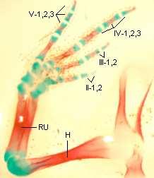 3. Výsledky 3. 1. Discoglossus pictus 3. 1. 1. Morfologie přední končetiny adult Humerus je relativně dlouhý štíhlý, mírně esovitě zahnutý.