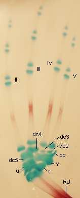 3. 3. Xenopus laevis 3. 3. 1. Morfologie přední končetiny st. 66 Humerus je relativně dlouhý a štíhlý. Radioulna dosahuje přibližně jeho délky. Je kompletně splynulá s výraznou mediánní rýhou.