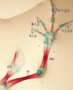 3. 5. Bufo bufo 3. 5. 1. Morfologie přední končetiny st. 66 Humerus je dlouhý, štíhlý a mírně esovitě zakřivený.