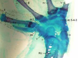 3. 7. Polypedates leucomystax 3. 7. 1. Morfologie přední končetiny adult Humerus je relativně krátký a mírně esovitě zahnutý. Radioulna je plně splynulá, s výraznou mediální rýhou.