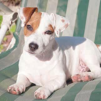 cz Jack Russel teriér (na menším snímku) neměl po napadení canem corso šanci. Boj o přežití měl údajně začít nevinně, oba psi si spolu napřed prý jen hráli.