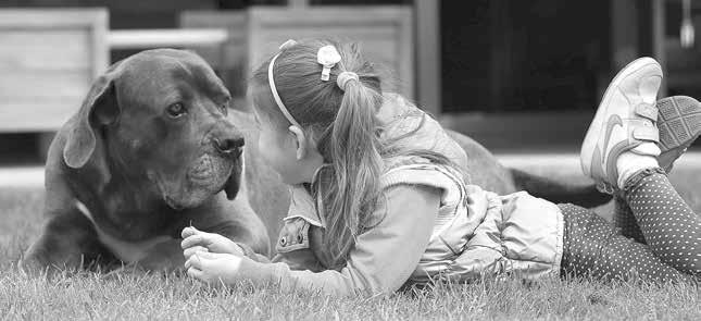 FOTO: WEB štěnětem plemene cane corso, je pro mne velmi nepříjemný, ale především, jako pro milovníka zvířat, i velmi smutný. Všichni naši psi jsou kamarádští a na nikoho by bezdůvodně nezaútočili.