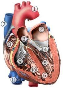 žíly srdce (venae cordis) 7. sestupná část aorty (aorta descendens) 8. horní dutá žíla (vena cava superior) 9. dolní dutá žíla (vena cava inferior) Obrázek 2.1 : Anatomie srdce vnější část 1.
