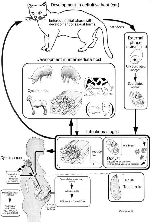 Coccidea - kokcidie nitrobuněční paraziti, mono nebo heteroxenní, bez stádia trofozoita Eimeria stiedae - kokcidie jaterní jaterní kokcidióza zajíců a králíků - invazní stádia (sporozoiti) napadají