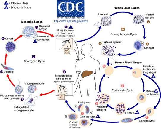 Hematozoea - krvinkovky onemocnění: malárie, přenos: komáři rodu Anopheles, člověk mezihostitel, hostitel komár rozmnožování: inokulace sporozoity napadají jaterní parenchym člověka (schizogonie) -