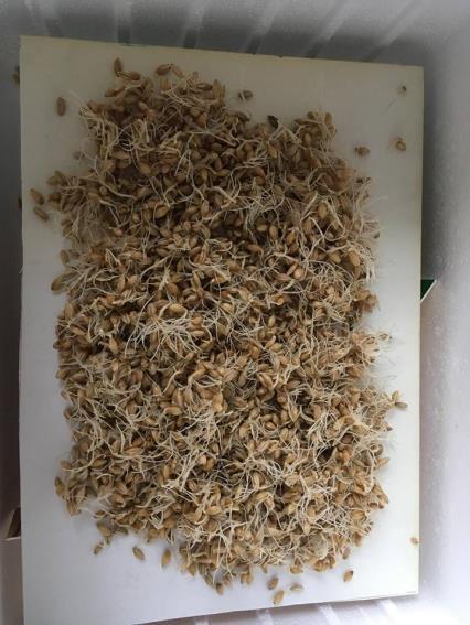 I v tomto případě byl náš postup omezen, praktickými možnostmi chodu laboratoře. Ovšem možný pomalejší nástup klíčení u nás kompenzovala vysoká teplota klíčení a poměrně dlouhá doba klíčení.
