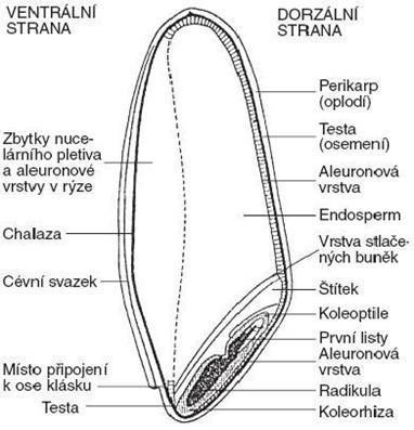 TEORETICKÁ ČÁST ÚVOD DO PROBLEMATIKY VÝROBY SLADU Slad je jednou ze základních surovin pro výrobu piva, jedná se o technologicky zpracovanou odrůdu sladovnického ječmene, která projde přesně danými