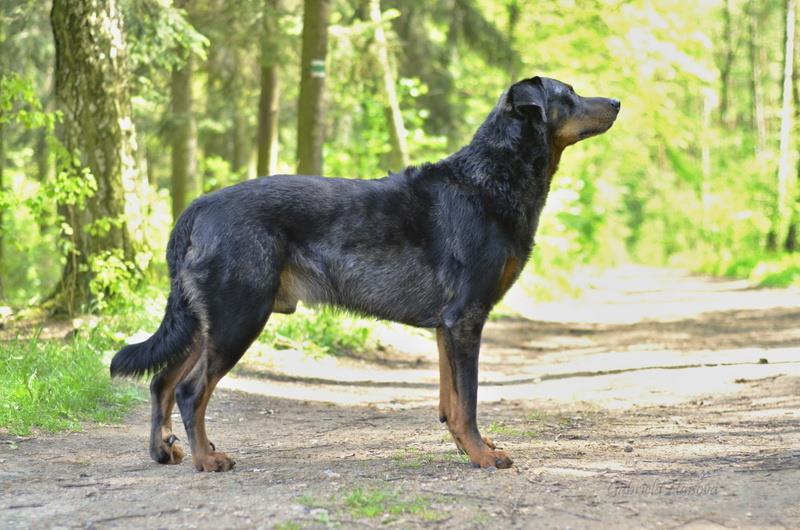 uši VD, horní linie V, krk, kohoutek, hřbet bedra i záď V, tělo a hrudník V, přední končetiny V, úhlení, rovnost, tlapy, lokty i lopatky V, zadní končetiny V, úhlení, rovnost a tlapy V, hlezna v