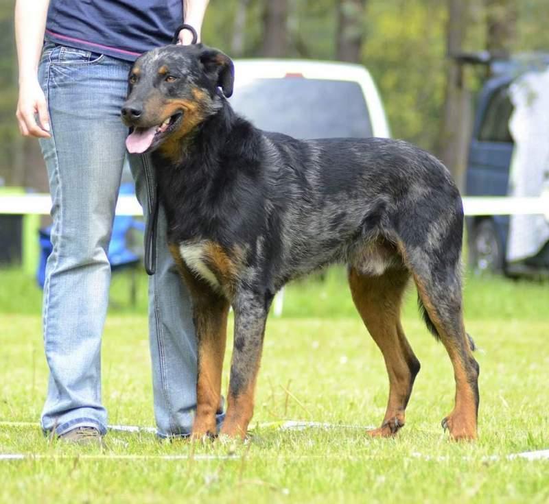 Výška: 68 cm Délka: 72 cm, šířka hlavy: 13 cm, délka mozkovny: 15 cm, délka čenichu: 14 cm Povahový test: střelba 9, hůl 9, socializace 10 Třída chovnosti: 4-RECOMMANDÉ Baltazar Enyhed,pes H, HD A/A,
